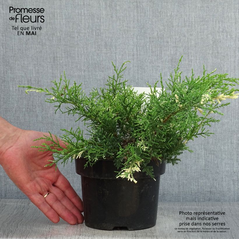 Juniperus pfitzeriana White Splash - Ginepro Vaso da 2L/3L esemplare consegnato in primavera