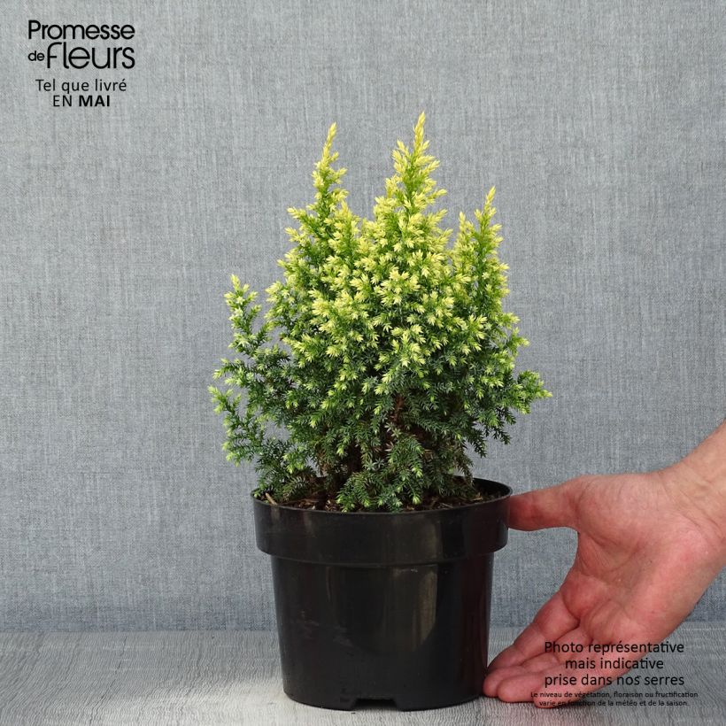 Juniperus pingii Hulsdonk Yellow - Ginepro Vaso da 2L/3L esemplare consegnato in primavera