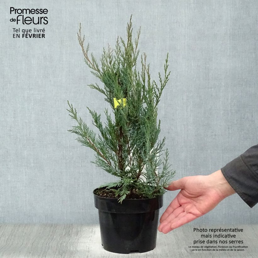 Juniperus scopulorum Moonglow - Ginepro Vaso da 2L/3L esemplare consegnato in inverno