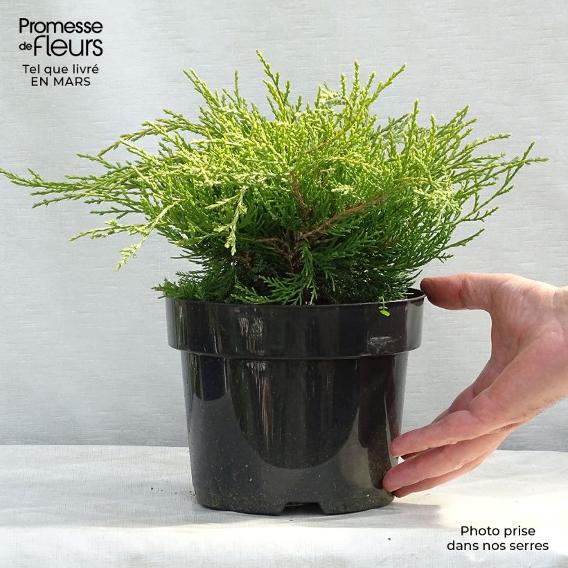 Juniperus pfitzeriana Gold Coast - Ginepro Vaso da 2L/3L esemplare consegnato in inverno