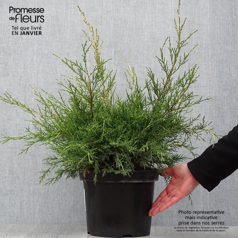 Juniperus pfitzeriana Gold Star - Ginepro Vaso da 7,5L/10L esemplare consegnato in inverno