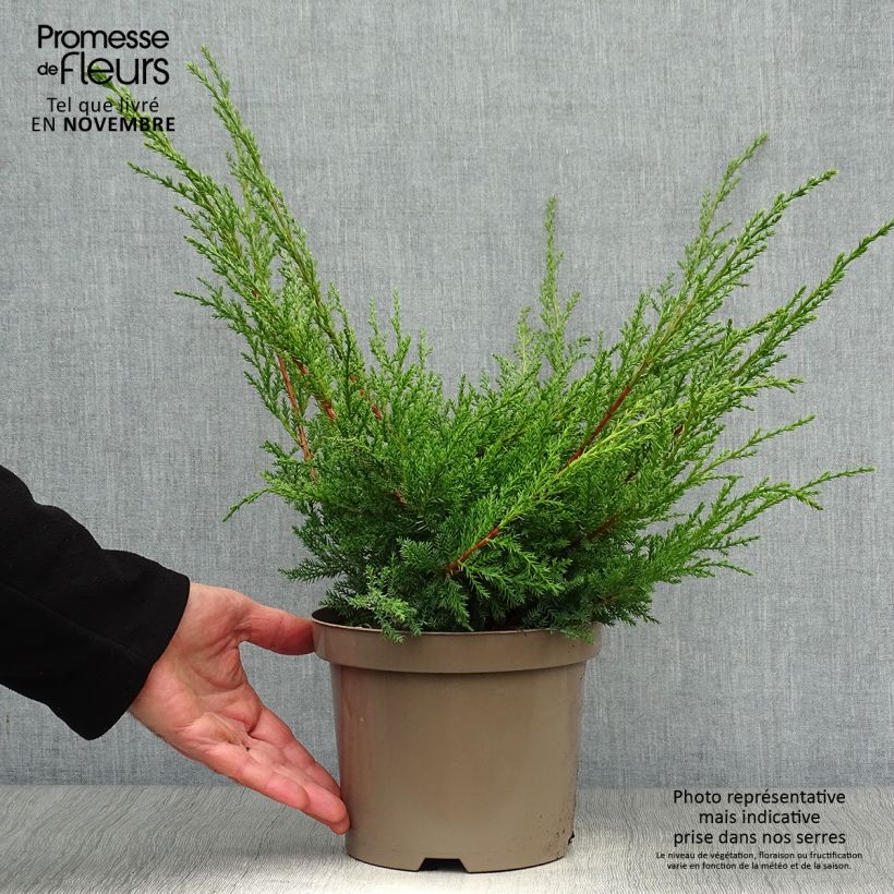 Esemplare di Juniperus media Pfitzeriana Aurea - Ginepro Vaso da 2L/3L come consegnato in autunno