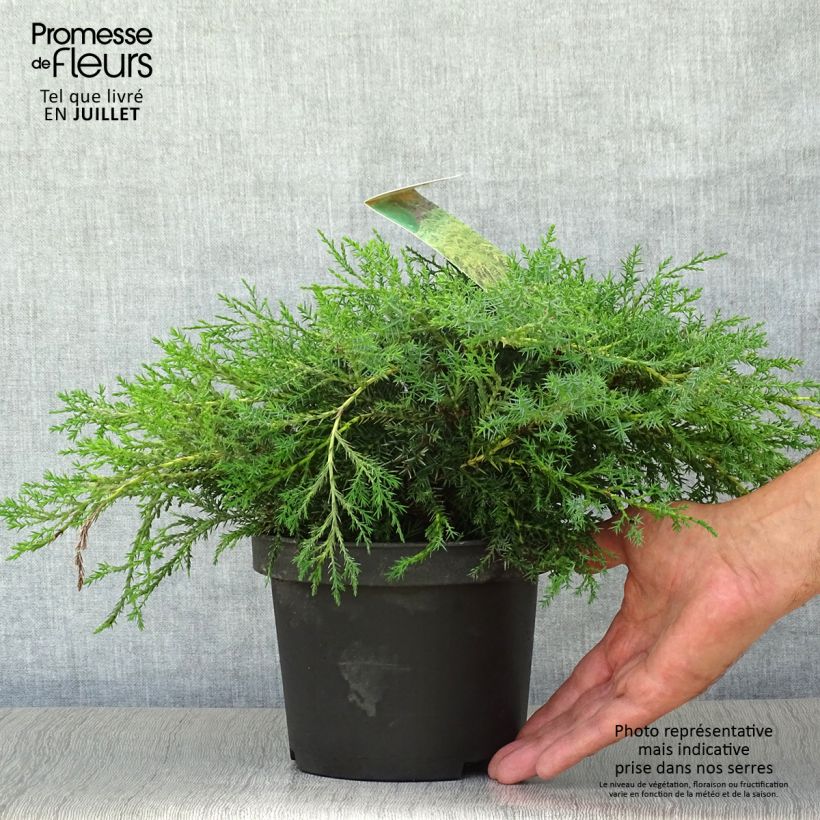 Esemplare di Juniperus media Pfitzeriana Aurea - Ginepro Vaso da 2L/3L consegnato in estate