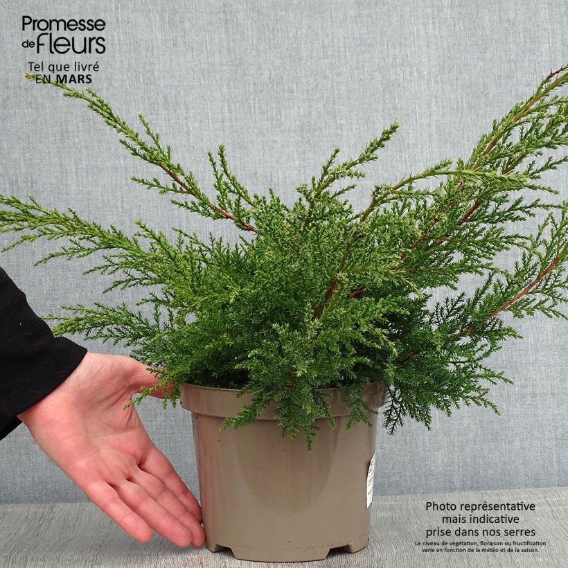 Juniperus media Pfitzeriana Aurea - Ginepro Vaso da 2L/3L esemplare consegnato in inverno