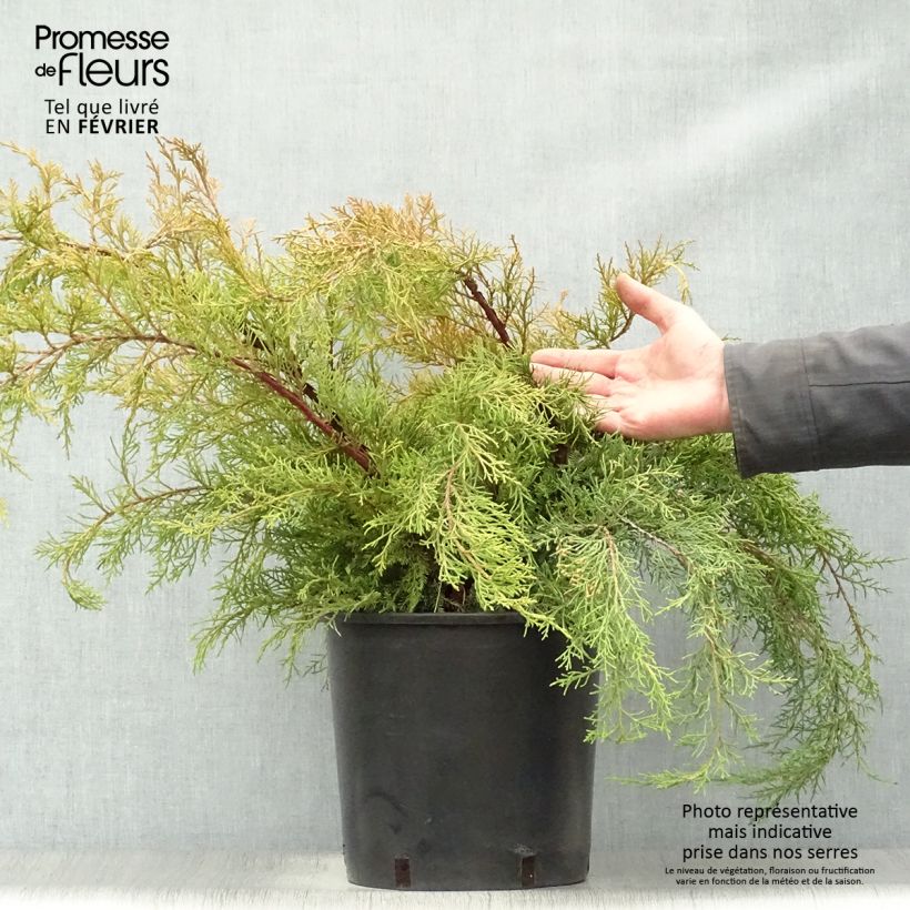 Juniperus media Pfitzeriana Aurea - Ginepro Vaso da 7,5L/10L esemplare consegnato in inverno