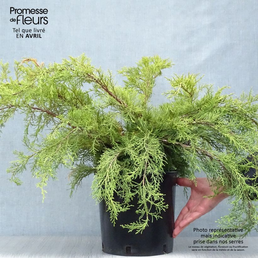 Juniperus media Pfitzeriana Aurea - Ginepro Vaso da 7,5L/10L esemplare consegnato in primavera