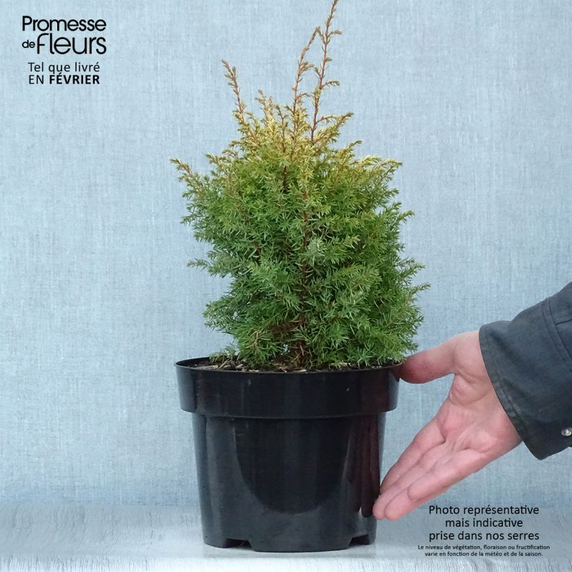 Juniperus communis Gold Cone - Ginepro comune Vaso da 2L/3L esemplare consegnato in inverno
