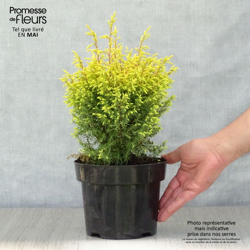 Juniperus communis Gold Cone - Ginepro comune Vaso da 2L/3L esemplare consegnato in primavera