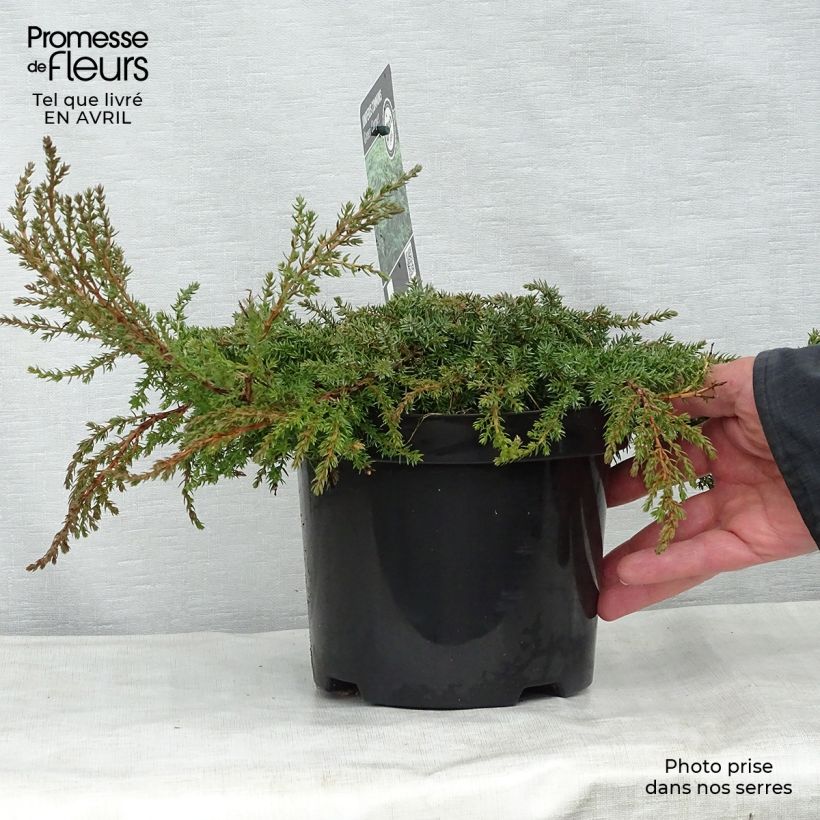 Juniperus communis Green Carpet - Ginepro comune Vaso da 2L/3L esemplare consegnato in primavera