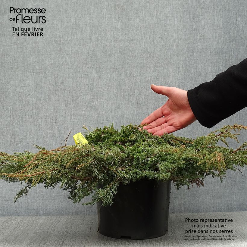 Juniperus communis Green Carpet - Ginepro comune Vaso da 7,5L/10L esemplare consegnato in inverno