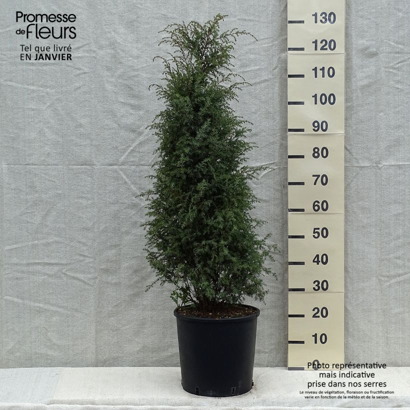 Juniperus communis Pyramidalis - Ginepro comune Vaso da 12L/15L esemplare consegnato in inverno
