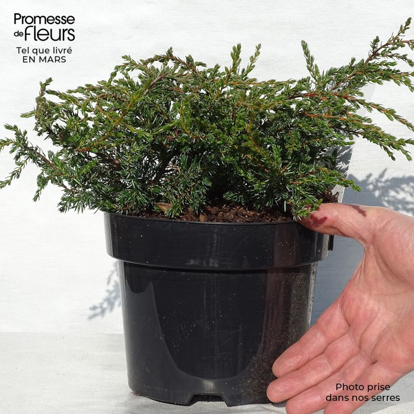 Juniperus communis Repanda - Ginepro comune Vaso da 2L/3L esemplare consegnato in primavera