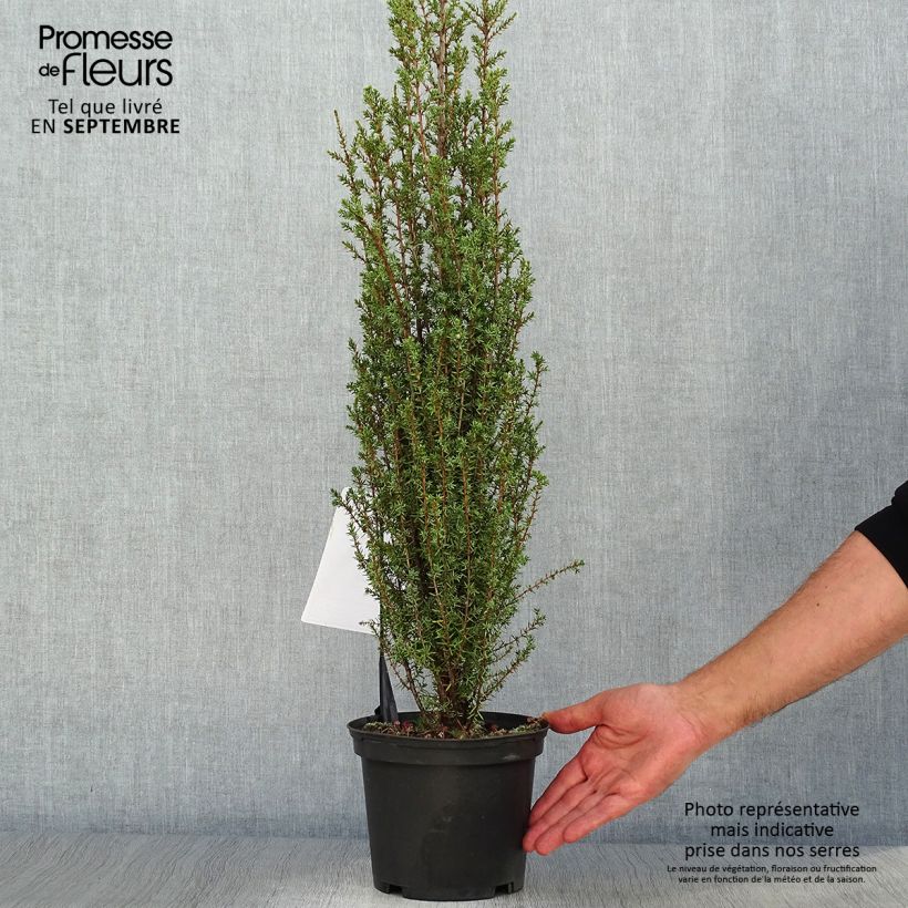 Esemplare di Juniperus communis Sentinel - Ginepro comune Vaso da 3L/4L come consegnato in autunno