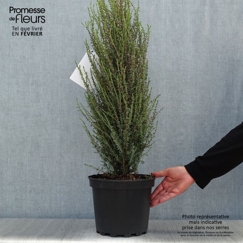 Esemplare di Juniperus communis Sentinel - Ginepro comune Vaso da 7,5L/10L come consegnato in autunno