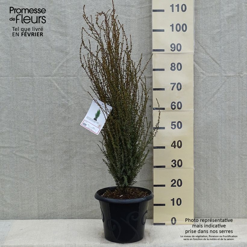 Juniperus communis Sentinel - Ginepro comune Vaso da 7,5L/10L esemplare consegnato in inverno