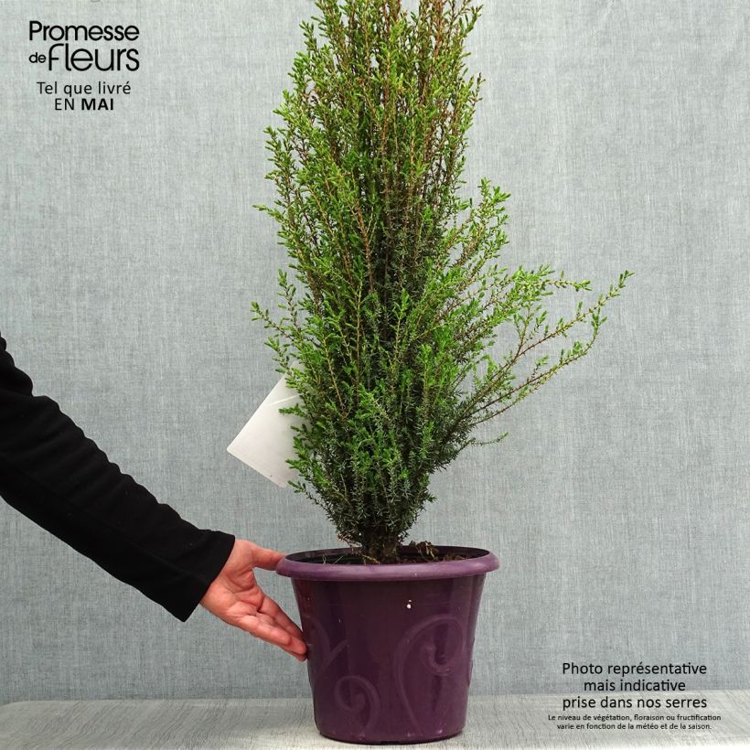 Juniperus communis Sentinel - Ginepro comune Vaso da 7,5L/10L esemplare consegnato in primavera
