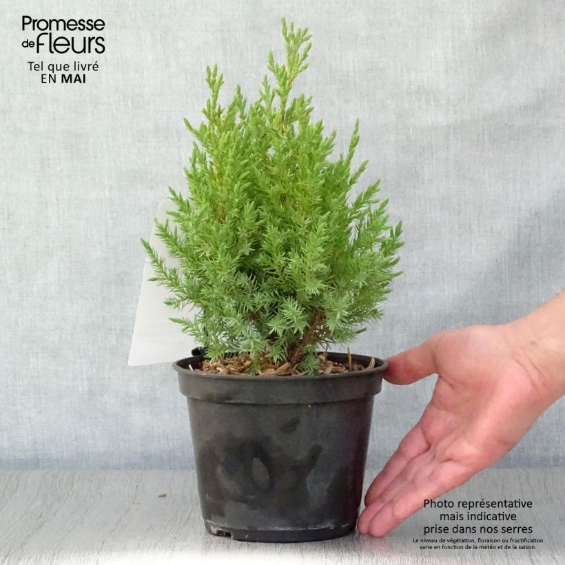Juniperus chinensis Stricta - Ginepro cinese Vaso da 2L/3L esemplare consegnato in primavera