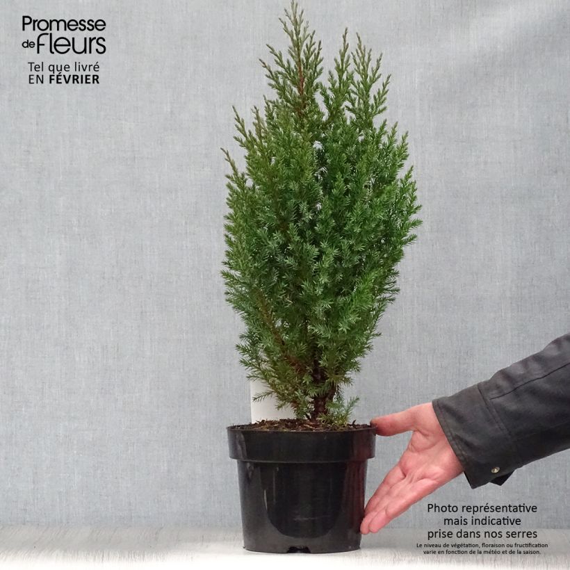 Juniperus chinensis Stricta - Ginepro cinese Vaso da 2L/3L esemplare consegnato in inverno