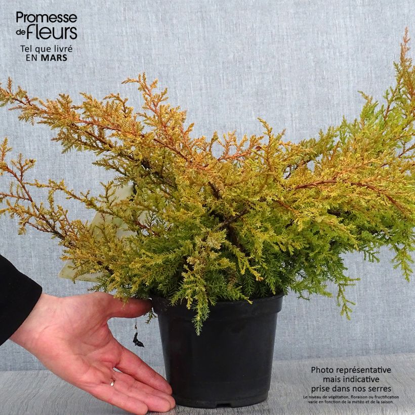 Juniperus pfitzeriana Compacta - Ginepro Vaso da 2L/3L esemplare consegnato in inverno
