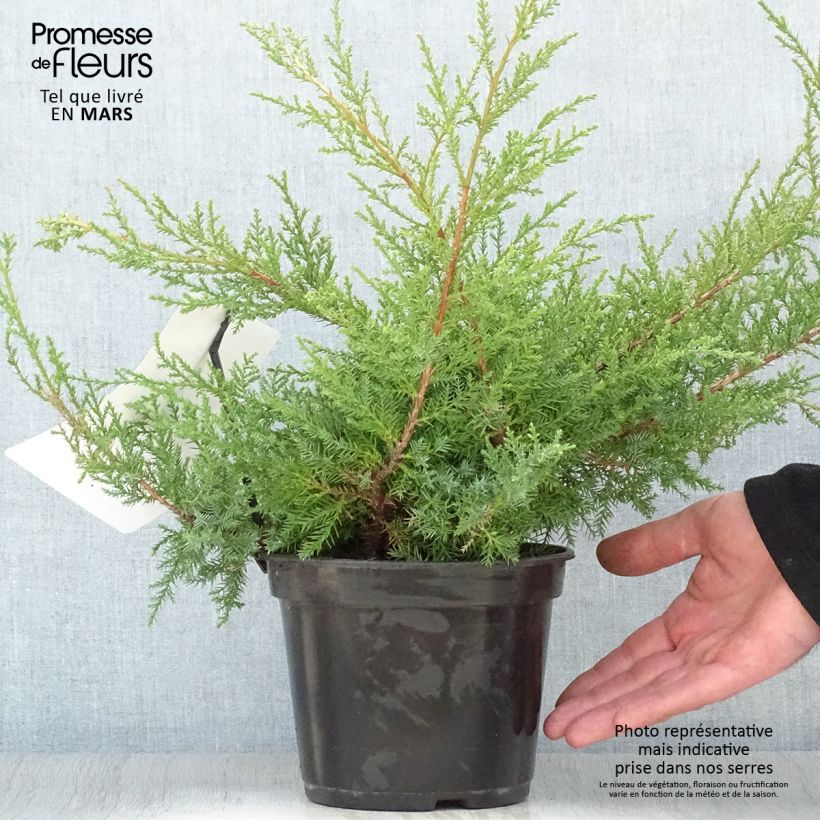 Juniperus pfitzeriana Compacta - Ginepro Vaso da 2L/3L esemplare consegnato in primavera