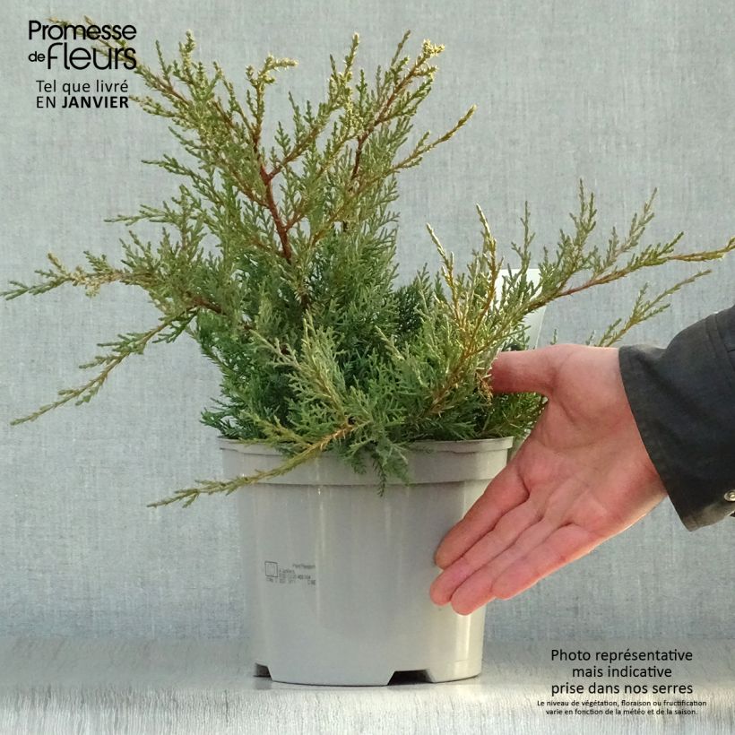 Juniperus pfitzeriana Glauca - Ginepro Vaso da 2L/3L esemplare consegnato in inverno