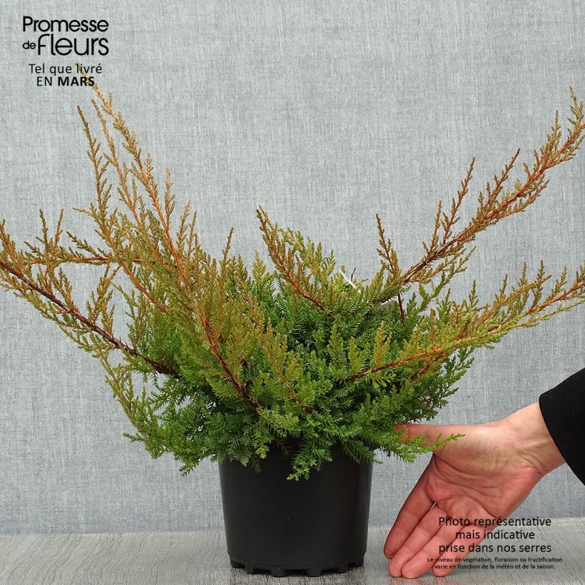 Juniperus media Pfitzeriana - Ginepro Vaso da 2L/3L esemplare consegnato in inverno