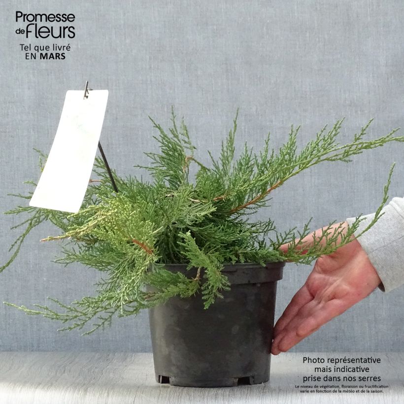 Juniperus media Pfitzeriana - Ginepro Vaso da 2L/3L esemplare consegnato in primavera