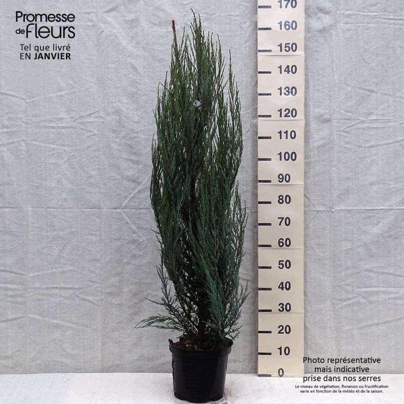 Juniperus scopulorum Blue Arrow - Ginepro Vaso da 6L/7L esemplare consegnato in inverno