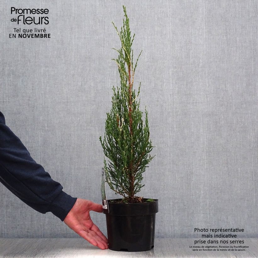 Esemplare di Juniperus scopulorum Blue Ivory - Ginepro Vaso da 2L/3L come consegnato in autunno