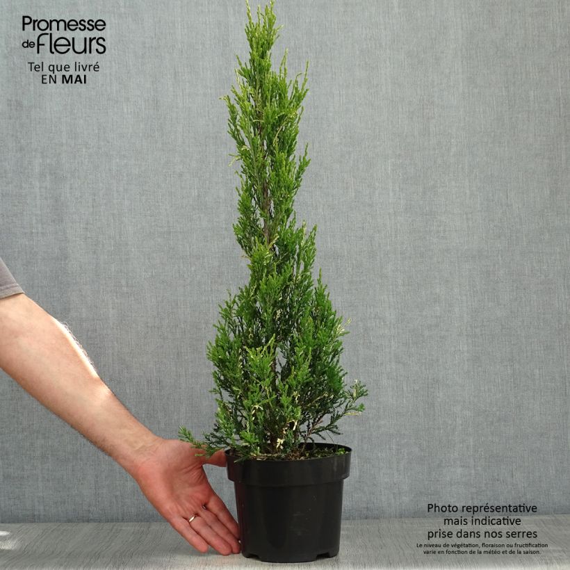 Juniperus scopulorum Blue Ivory - Ginepro Vaso da 2L/3L esemplare consegnato in primavera