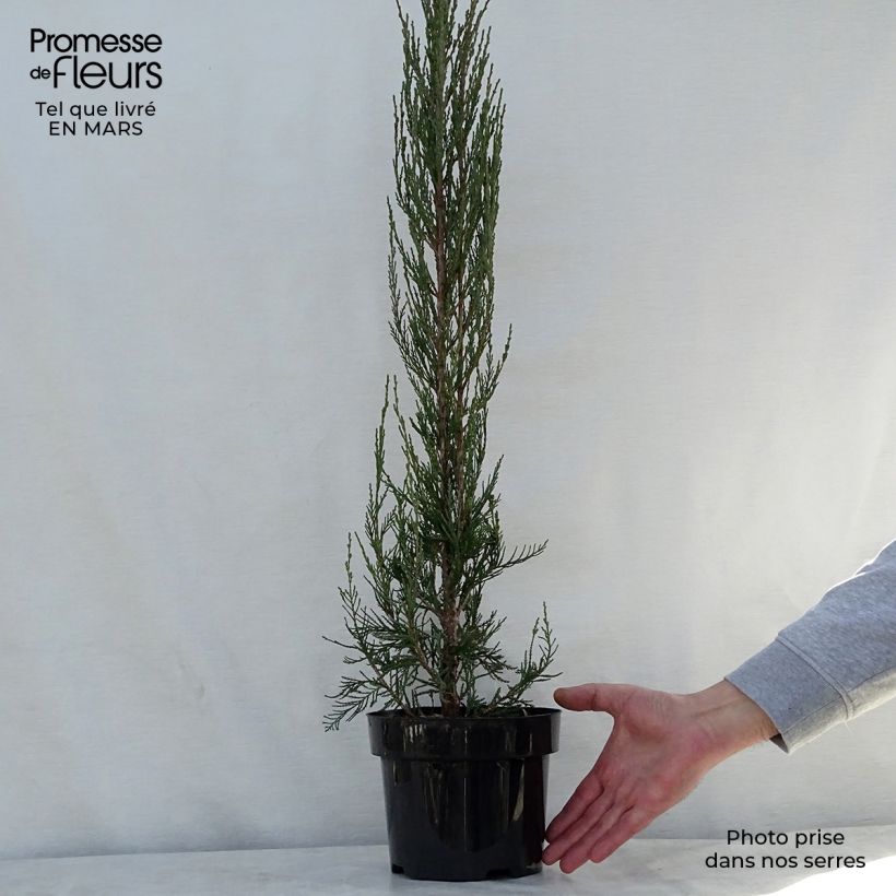 Juniperus scopulorum Skyrocket - Ginepro Vaso da 3L/4L esemplare consegnato in primavera