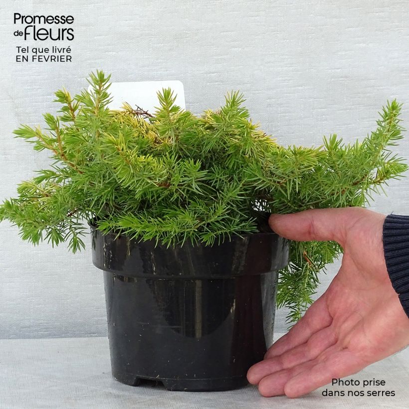 Juniperus conferta All Gold - Ginepro Vaso da 2L/3L esemplare consegnato in inverno