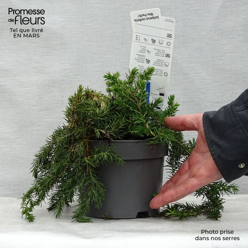 Juniperus conferta Blue Pacific - Ginepro Vaso da 2L/3L esemplare consegnato in primavera