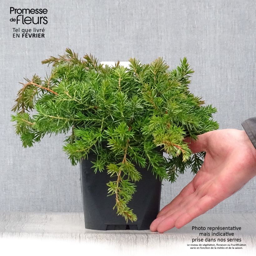 Juniperus conferta Blue Pacific - Ginepro Vaso da 2L/3L esemplare consegnato in inverno