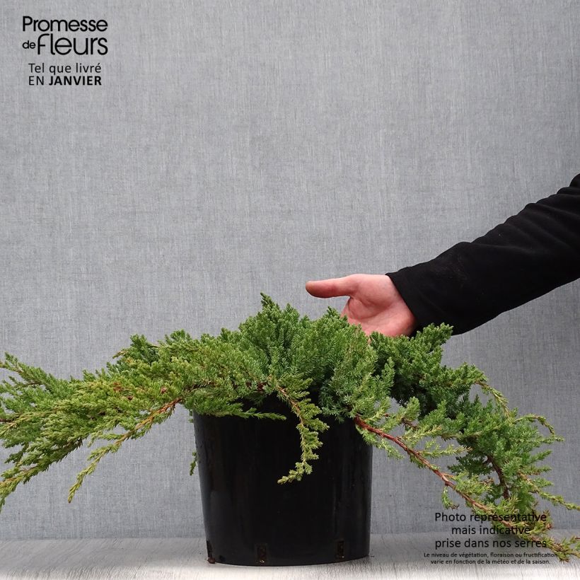 Juniperus conferta Blue Pacific - Ginepro Vaso da 7,5L/10L esemplare consegnato in inverno