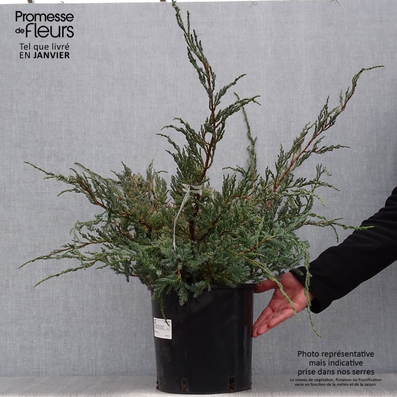 Juniperus squamata Blue Carpet - Ginepro Vaso da 4L/5L esemplare consegnato in inverno