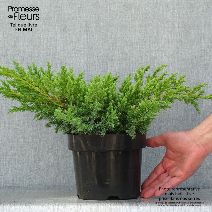 Juniperus squamata Blue Swede - Ginepro Vaso da 2L/3L esemplare consegnato in primavera