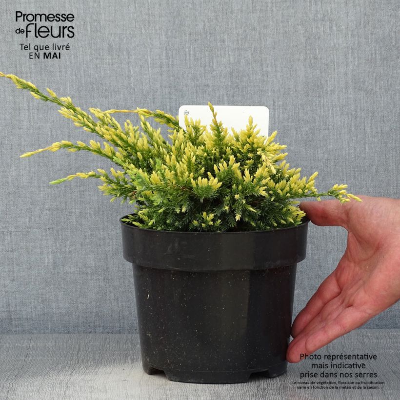 Juniperus squamata Dream Joy - Ginepro Vaso da 2L/3L esemplare consegnato in primavera