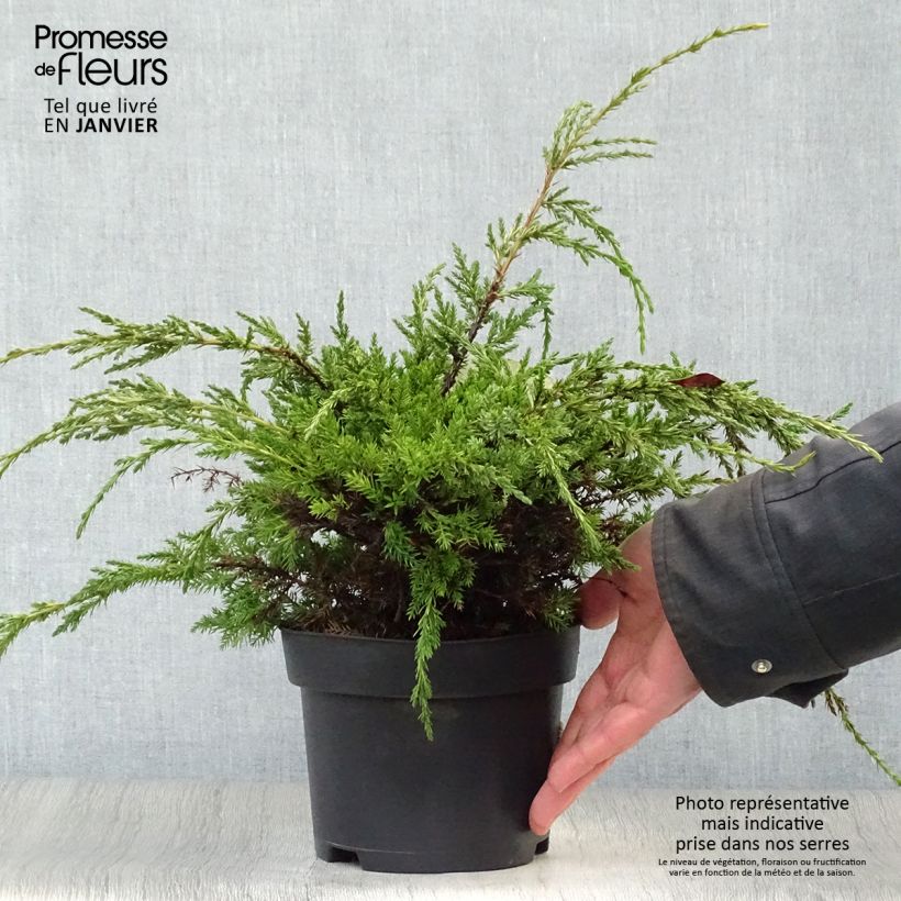 Juniperus squamata Holger - Ginepro Vaso da 2L/3L esemplare consegnato in inverno