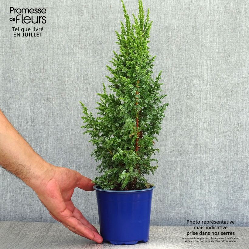 Esemplare di Juniperus squamata Loderi - Ginepro Vaso da 2L/3L consegnato in estate