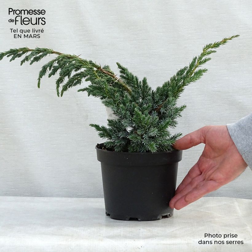 Juniperus squamata Meyeri - Ginepro Vaso da 3L/4L esemplare consegnato in primavera
