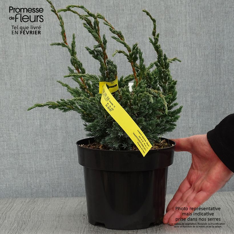 Juniperus squamata Meyeri - Ginepro Vaso da 3L/4L esemplare consegnato in inverno