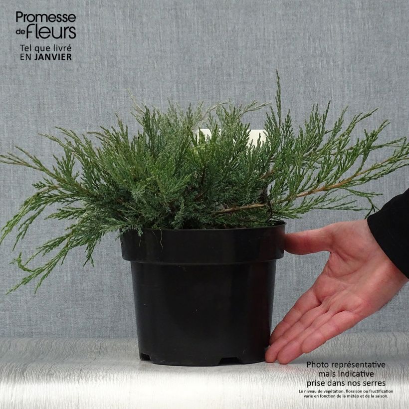 Juniperus horizontalis Agnieszka - Ginepro strisciante Vaso da 2L/3L esemplare consegnato in inverno