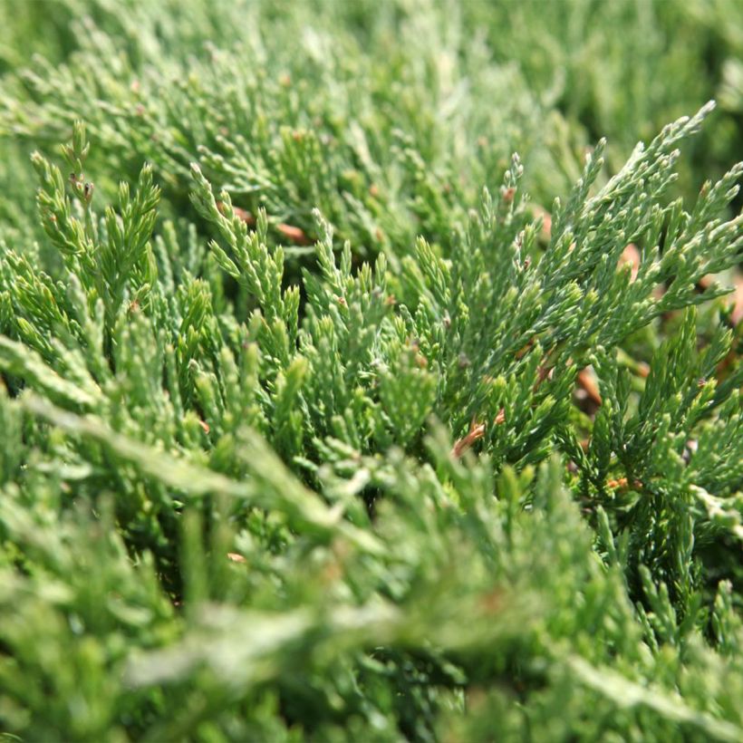 Juniperus horizontalis Andorra Compact - Ginepro strisciante (Fogliame)