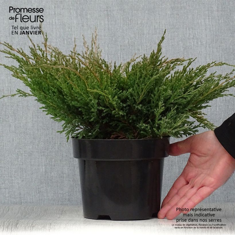 Juniperus horizontalis Andorra Compact - Ginepro strisciante Vaso da 2L/3L esemplare consegnato in inverno