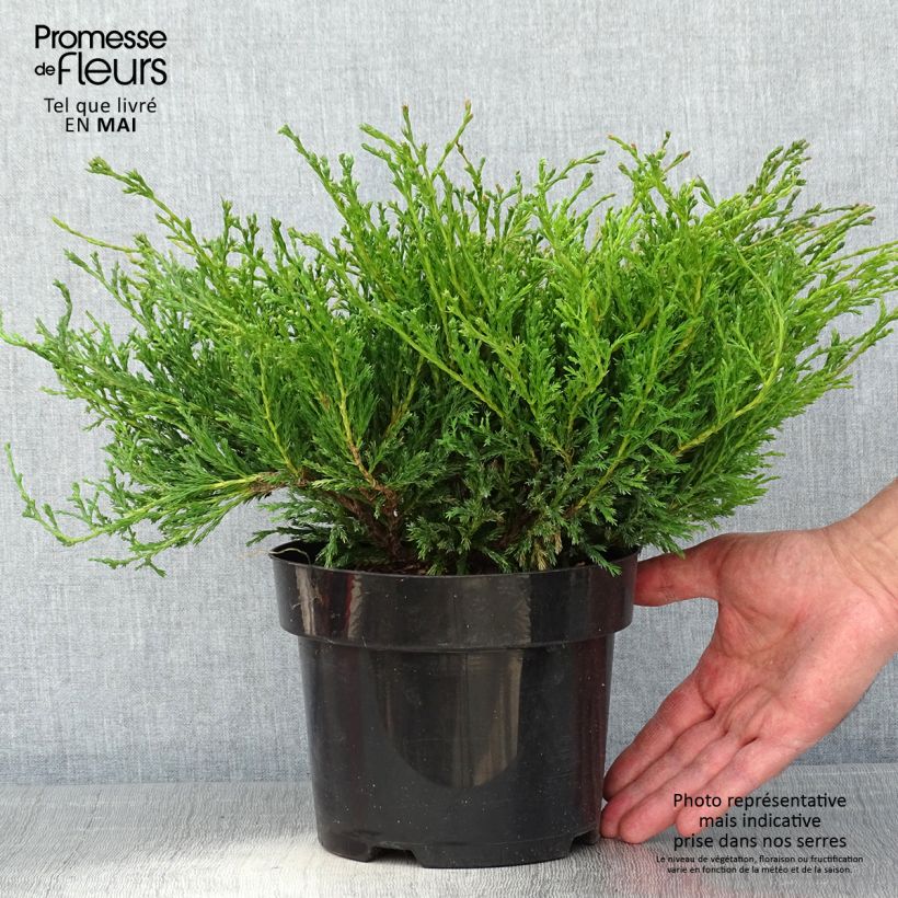 Juniperus horizontalis Andorra Compact - Ginepro strisciante Vaso da 2L/3L esemplare consegnato in primavera