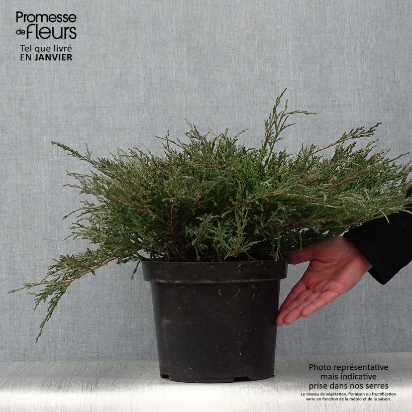 Juniperus horizontalis Andorra Compact - Ginepro strisciante Vaso da 7,5L/10L esemplare consegnato in inverno