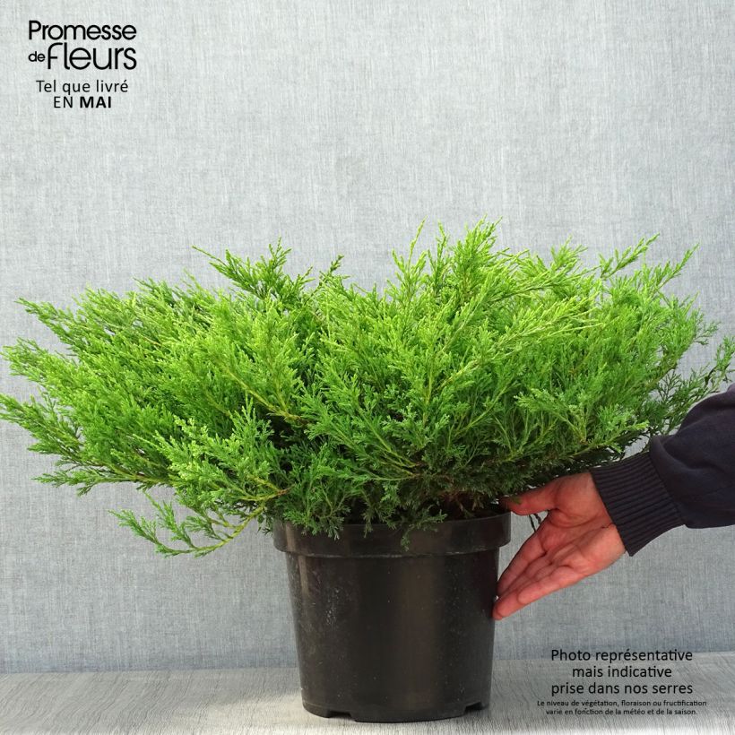 Juniperus horizontalis Andorra Compact - Ginepro strisciante Vaso da 7,5L/10L esemplare consegnato in primavera