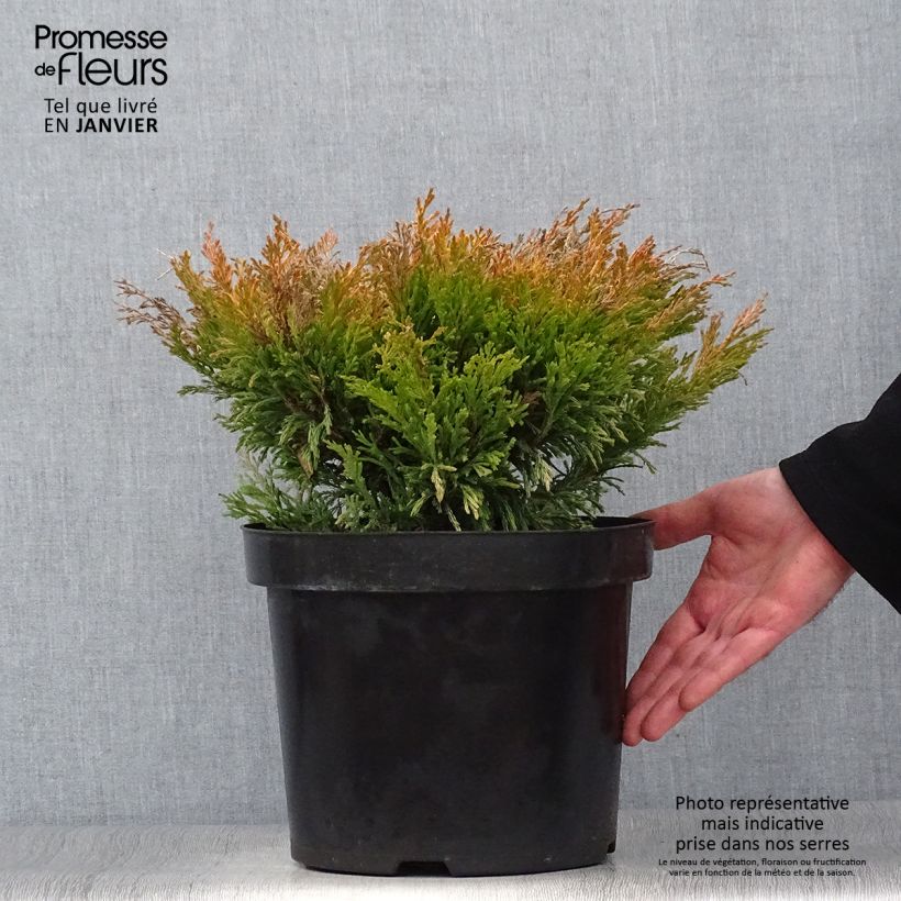 Juniperus horizontalis Limeglow - Ginepro strisciante Vaso da 7,5L/10L esemplare consegnato in inverno