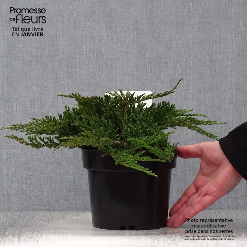 Juniperus horizontalis Prince Of Wales - Ginepro strisciante Vaso da 2L/3L esemplare consegnato in inverno